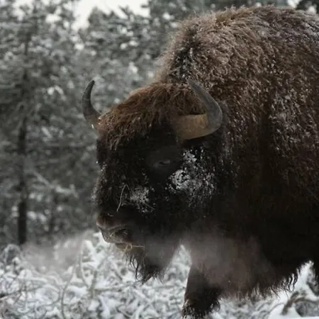 Lozère Aubrac Margeride Promo