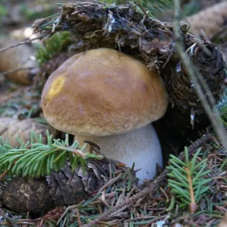 Appartamento Lozère Aubrac Margeride Promo Saint-Alban-sur-Limagnole