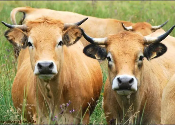 Lozere Aubrac Margeride Promo Lägenhet Saint-Alban-sur-Limagnole