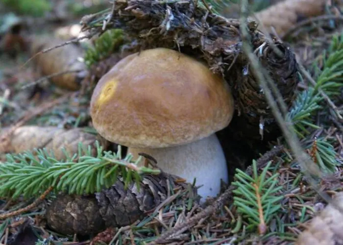 Lägenhet Lozere Aubrac Margeride Promo Saint-Alban-sur-Limagnole