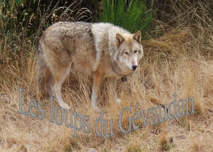 Lozere Aubrac Margeride Promo Lägenhet